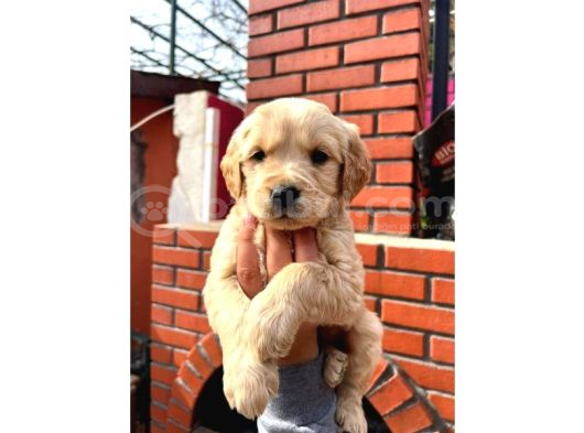 Golden Retriever babybabyfac