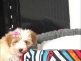 Maltipoo Kızım Lexa