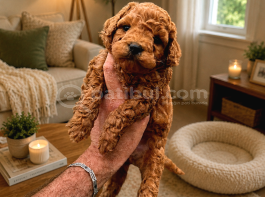 Core toy poodle yavrular uygun