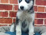 Sevimli Husky Bebekleri Yeni Ailelerini Bekliyor