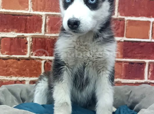 Sevimli Husky Bebekleri Yeni Ailelerini Bekliyor görsel