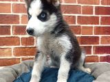 Sevimli Husky Bebekleri Yeni Ailelerini Bekliyor