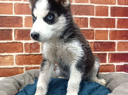 Sevimli Husky Bebekleri Yeni Ailelerini Bekliyor görsel