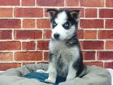Sevimli Husky Bebekleri Yeni Ailelerini Bekliyor