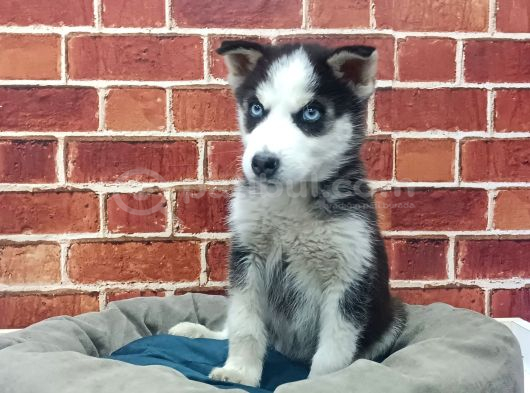 Sevimli Husky Bebekleri Yeni Ailelerini Bekliyor görsel