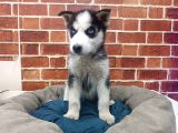 Sevimli Husky Bebekleri Yeni Ailelerini Bekliyor
