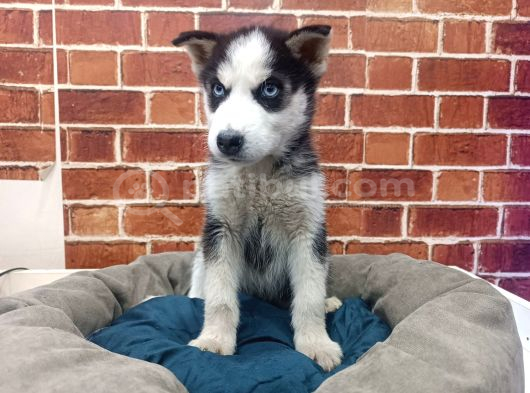 Sevimli Husky Bebekleri Yeni Ailelerini Bekliyor görsel
