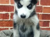 Sevimli Husky Bebekleri Yeni Ailelerini Bekliyor