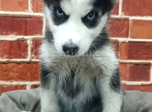 Sevimli Husky Bebekleri Yeni Ailelerini Bekliyor görsel