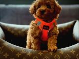 Mağazamızdan Erkek ve dişi ufak toypoodle yavrular