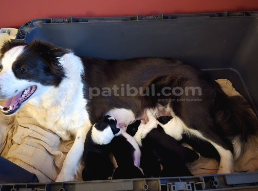 Muğla Dalamanda Safkan Border Collie Bebeklerimiz