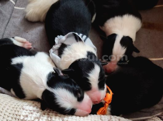 Muğla Dalamanda Safkan Border Collie Bebeklerimiz