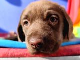 Kahverengi̇ Müthi̇ş Güzelli̇kte Labrador Yavrular