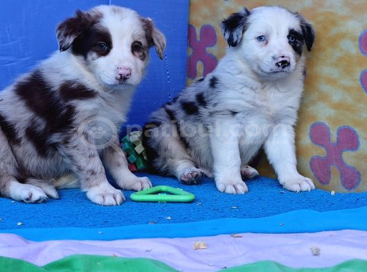 Kahve Merle Ve Blue Merle Border Yavrular görsel