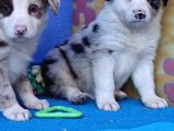 Kahve Merle Ve Blue Merle Border Yavrular