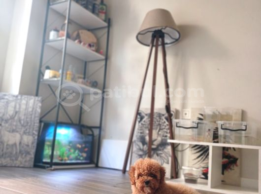 Toy Poodle Yavrular görsel