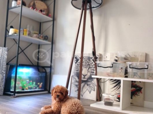 Toy Poodle Yavrular görsel