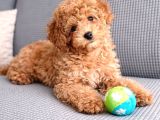 Anne Baba Gerçek Malti̇poo Yavrular