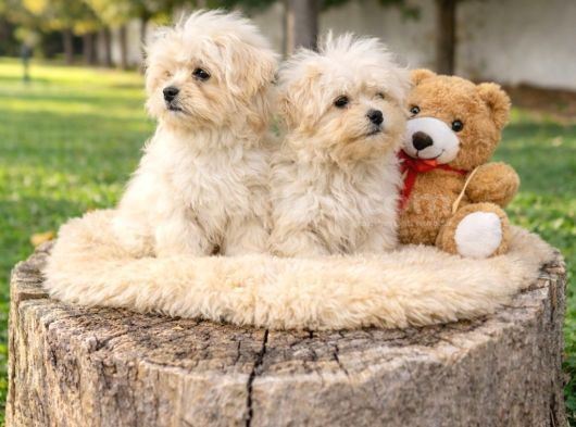 Anne Baba Gerçek Malti̇poo Yavrular görsel