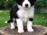 Kahve Merle Ve Blue Merle Border Yavrular