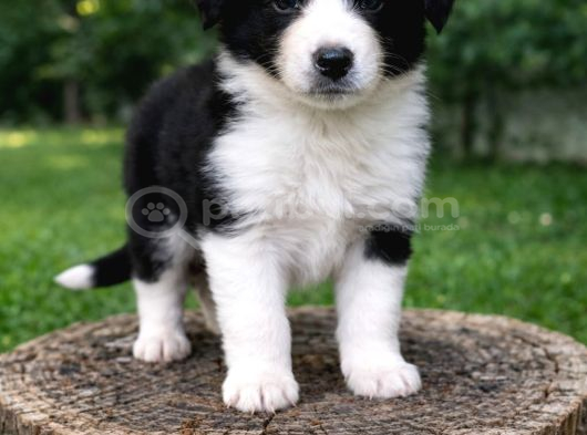 Kahve Merle Ve Blue Merle Border Yavrular görsel
