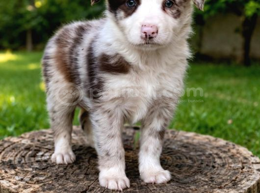 Kahve Merle Ve Blue Merle Border Yavrular görsel