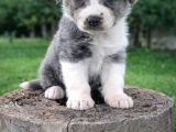 Kahve Merle Ve Blue Merle Border Yavrular