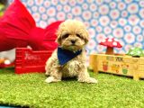 Yuva Bekleyen Maltipoo Aşılı Yavrular