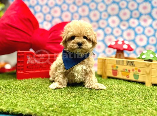 Yuva Bekleyen Maltipoo Aşılı Yavrular görsel
