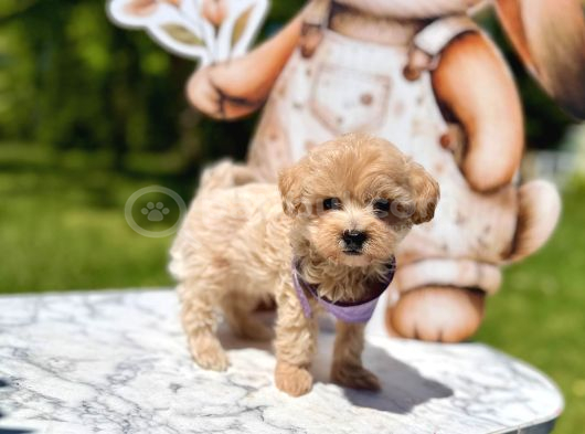 Mini Maltipoo Yavrular görsel