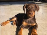Üst Kali̇te Erkek Di̇şi̇ Doberman Yavrulari