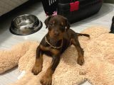 Üst Kali̇te Erkek Di̇şi̇ Doberman Yavrulari