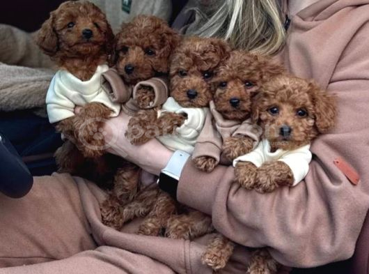Malti̇poo Ci̇nsi̇ Yavrular Ev Üreti̇mi̇