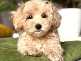 Malti̇poo Ci̇nsi̇ Yavrular Ev Üreti̇mi̇
