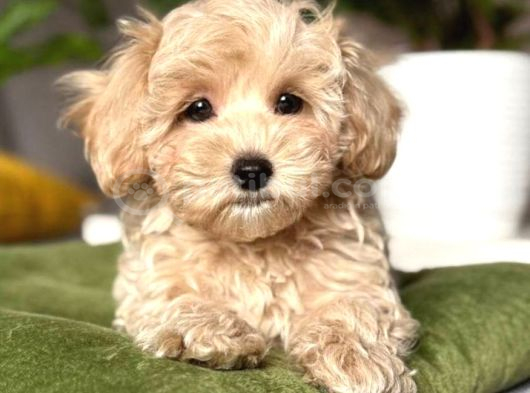 Malti̇poo Ci̇nsi̇ Yavrular Ev Üreti̇mi̇ görsel