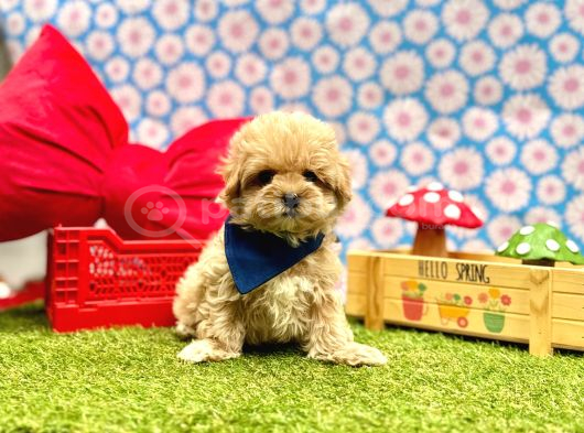 Yuva bekleyen maltipoo aşılı yavrular