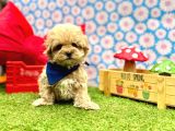 Yuva Bekleyen Maltipoo Aşılı Yavrular