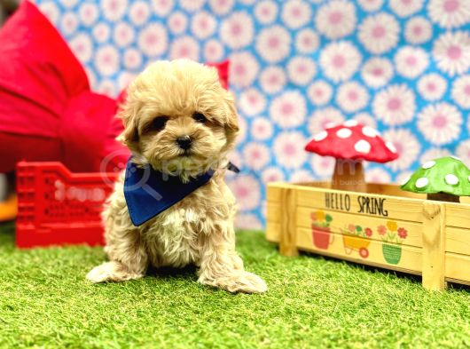 Yuva Bekleyen Maltipoo Aşılı Yavrular görsel