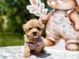 Mini Maltipoo Yavrular