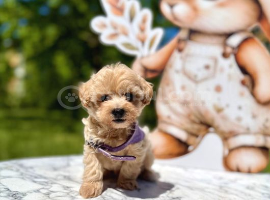 Mini Maltipoo Yavrular görsel