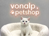 VONALP PET GARANTISIYLE  BRİTİSH SHORTHAİR YAVRULAR