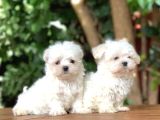 Tea cup Maltese Terrier Yavrular