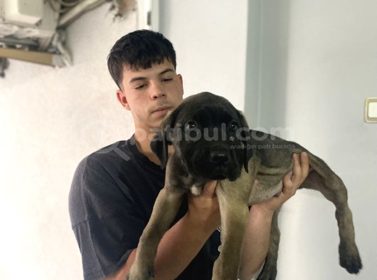 Dev cane corso