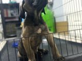 Dev Boy Cane Corso Bebekler