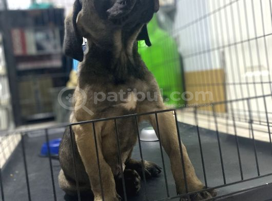 Dev Boy Cane Corso Bebekler görsel
