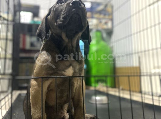 Dev Boy Cane Corso Bebekler görsel