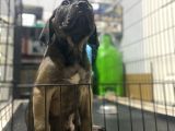 Dev Cane Corso