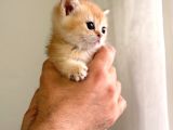 Acill british Shorthair ny12 uygun puan