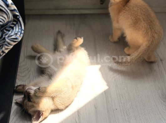 Acill Black Golden Uygun Puan görsel
