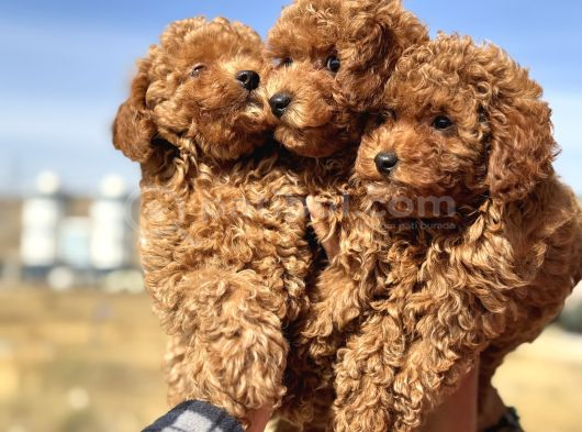 Petmode köpek çiftliğinde ziyarete açık minyatür poodle